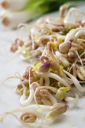 Picture of Mung Bean
